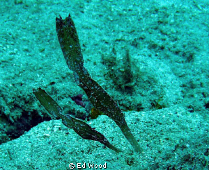 A pair of very nice Thin Ghost Pipefish
Taken during a m... by Ed Wood 